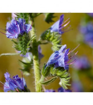 Engerek Otu Çiçeği-echium Vulgare Engerek Otu Çiçeği-echium Vulgare