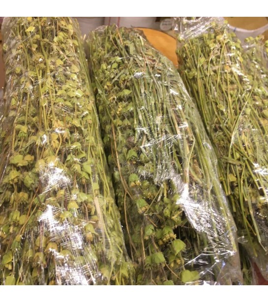 Dağ Melisa Otu Demet