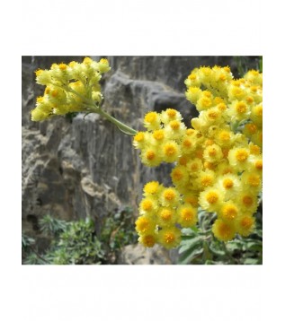 Sarı Solmaz Öğütülmüş-toz Sarı Solmaz Öğütülmüş-toz