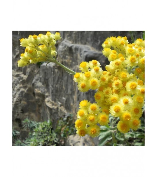 Sarı Solmaz Öğütülmüş-toz Sarı Solmaz Öğütülmüş-toz