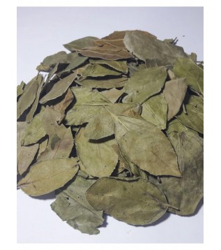 Sidr Yaprağı Sidr Yaprağı