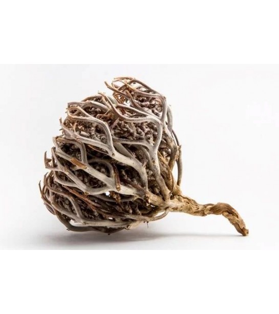 Sanita Meryem Ana Eli Bitkisi 50 Gr Sanita Meryem Ana Eli Bitkisi 50 Gr