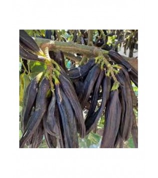 Köylüoğlu Keçiboynuzu Tane Mor Koli 12 Kglik Köylüoğlu Keçiboynuzu Tane Mor Koli 12 Kglik