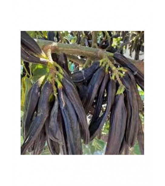 Köylüoğlu Keçiboynuzu Tane Mor Koli 12 Kglik Köylüoğlu Keçiboynuzu Tane Mor Koli 12 Kglik