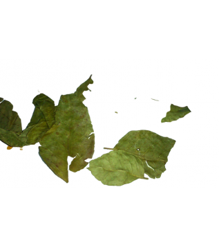 Köri Yaprağı Köri Yaprağı