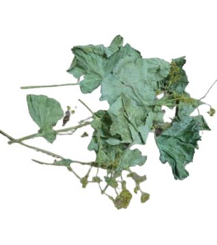 Aslan Pençesi Aslan Pençesi