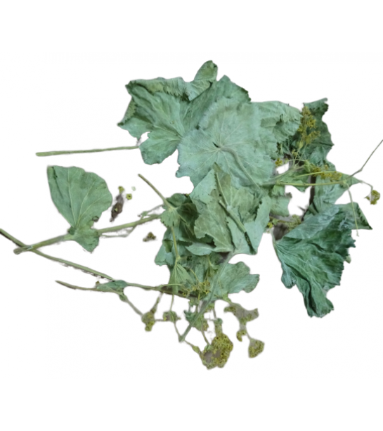 Aslan Pençesi 100 GR Aslan Pençesi 100 GR