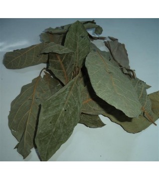 Avokado Yaprağı Avokado Yaprağı