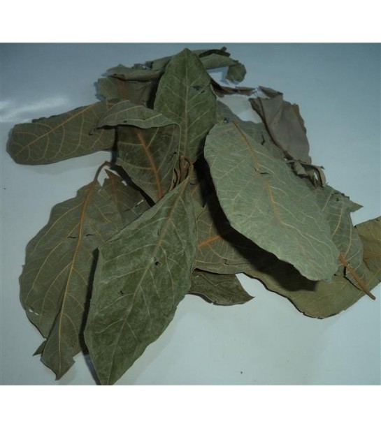 Avokado Yaprağı 250 GR Avokado Yaprağı 250 GR