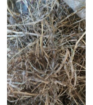 Ayrık Otu Kökü-çatal Otu-rhizoma Graminis Ayrık Otu Kökü-çatal Otu-rhizoma Graminis