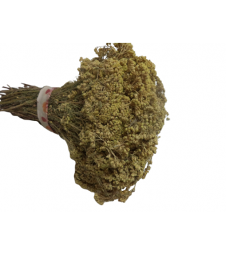 Ayvadana Demet(civanperçemi) Ayvadana Demet(civanperçemi)