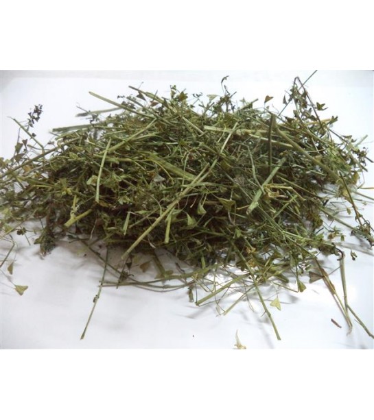 Çoban Çantası-çemberotu-civelek Çoban Çantası-çemberotu-civelek