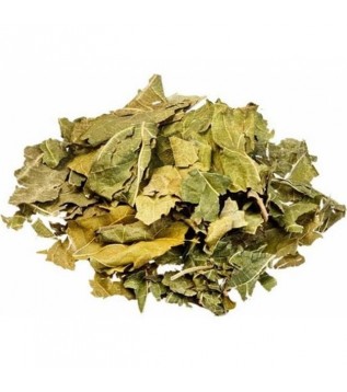 Dut Yaprağı Dut Yaprağı