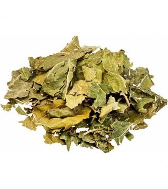 Dut Yaprağı 250 GR Dut Yaprağı 250 GR