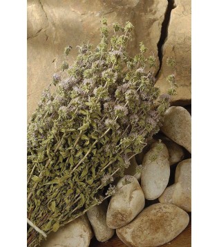 Filiskin Otu Demet Filiskin Otu Demet