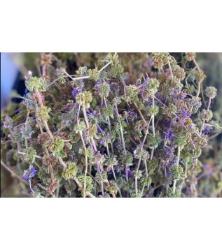 Filiskin Otu Filiskin Otu