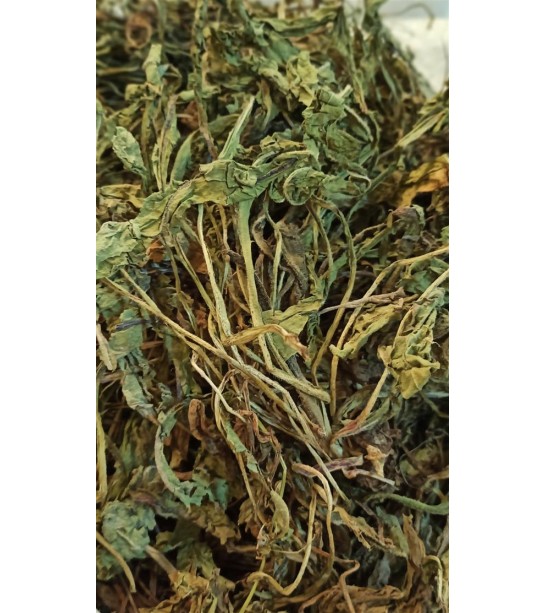 Karahindiba-taraxacum Officinale Karahindiba-taraxacum Officinale