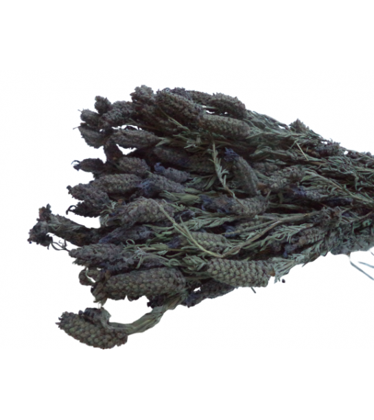 Karabaş Otu Demet Karabaş Otu Demet