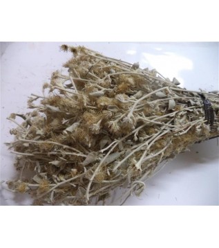 Kaya Oğul Otu Demet Kaya Oğul Otu Demet