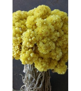 Sarı Solmaz-sarı Altın Otu Demet Sarı Solmaz-sarı Altın Otu Demet