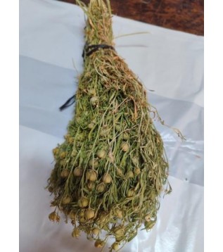 Üzerlik Otu Demet Yeşil 2025 Üzerlik Otu Demet Yeşil 2025