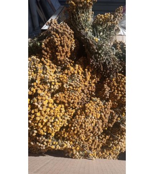 Solucan Otu Demet-tanacetum Vulgare Solucan Otu Demet-tanacetum Vulgare