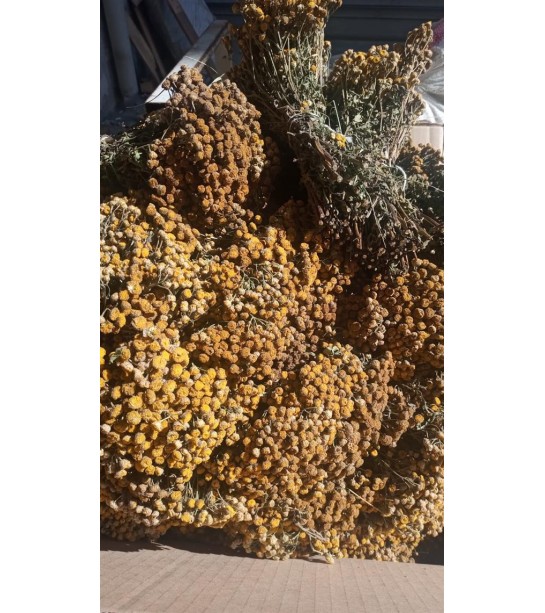 Solucan Otu Demet-tanacetum Vulgare Solucan Otu Demet-tanacetum Vulgare