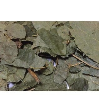 Azgın Tekke-keşiş Külahı-epimedyum Bitki Azgın Tekke-keşiş Külahı-epimedyum Bitki