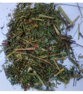 Kırlangıç Otu (göz Otu)