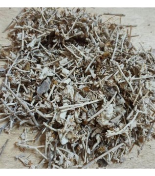 Kaya Oğul Otu(beyaz Çiçekli) Kaya Oğul Otu(beyaz Çiçekli)