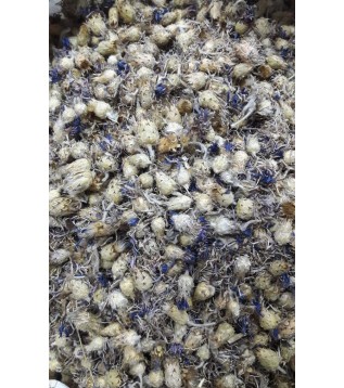 Peygamber Çiçeği-mavi Kantaron Peygamber Çiçeği-mavi Kantaron