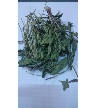 Sinirli Ot-damar Otu Sinirli Ot-damar Otu