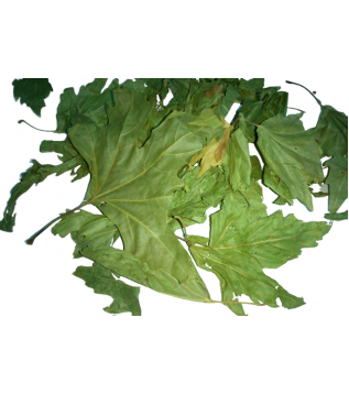 Çınar Yaprağı Çınar Yaprağı