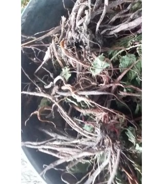 Kuzu Kulağı Kökü Kuzu Kulağı Kökü