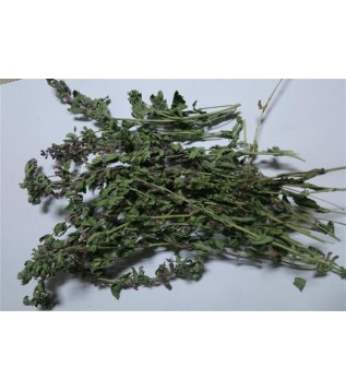 Çıban Otu-kırmızı Kısa Mahmut Çıban Otu-kırmızı Kısa Mahmut