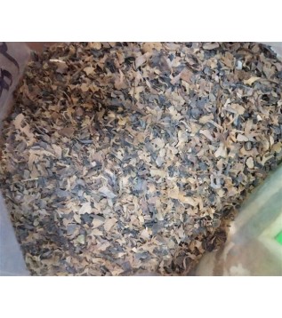 Deniz Kadayıfı İthal Deniz Kadayıfı İthal