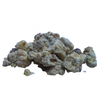 Çam Sakızı Çam Sakızı