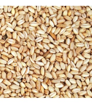 Aşurelik Buğday Nakliyesiz