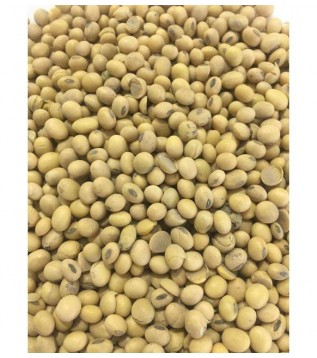 Soya Fasulyesi Soya Fasulyesi