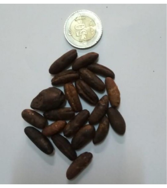 Hurma Çekirdeği Kavrulmuş Tane