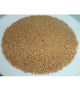 Hardal Tohumu Sarı Hardal Tohumu Sarı