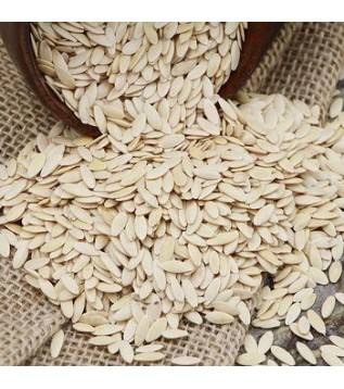 Salatalık Tohumu 250 GR Salatalık Tohumu 250 GR