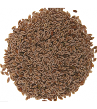 Karnıyarık Tohumu Karnıyarık Tohumu