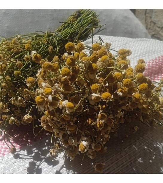 Papatya Demet