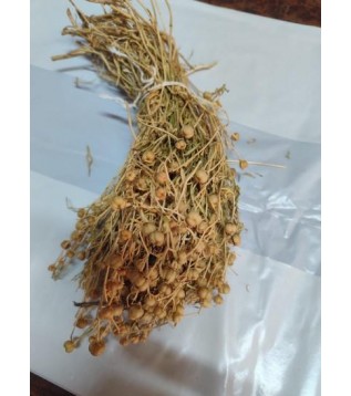 Üzerlik Otu Yakmalık Eski Mahsül Sarı Demet Üzerlik Otu Yakmalık Eski Mahsül Sarı Demet