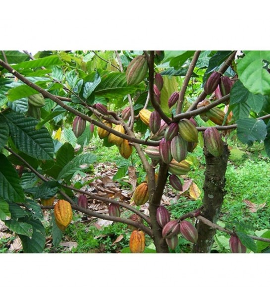 Saf Katı Kakao Yağı 500 gr Aktar Diyarı