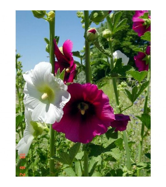 Gül Hatmi-Hatmi Çiçeği 1 Kg