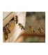 Arı Poleni Polen Gerçek Saf Yeni Mahsül 500 Gram
