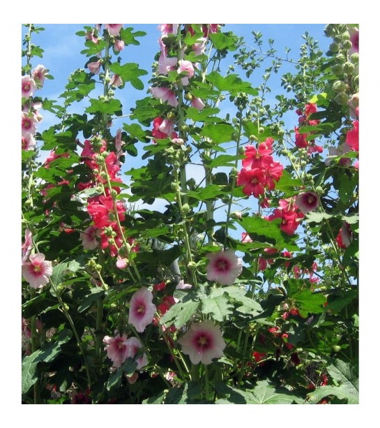 Gül Hatmi-Hatmi Çiçeği 1 Kg