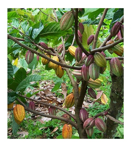 Saf Katı Kakao Yağı 1000 gr Aktar Diyarı